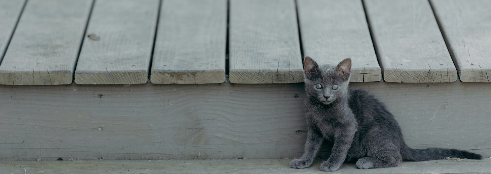gatto