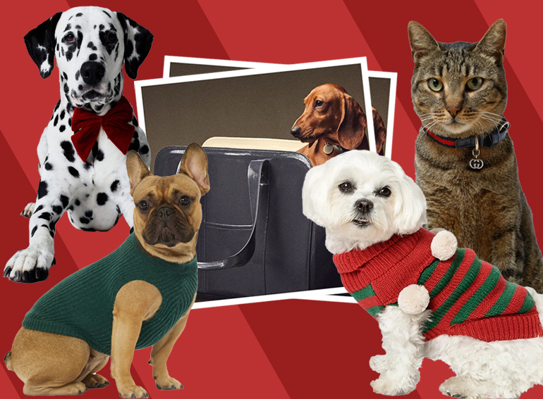 02_MOBILE_PET_COLLECTIONS