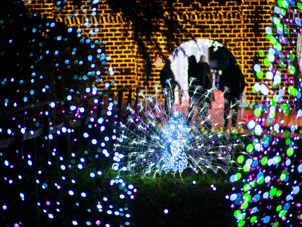 Lucine_natale-leggiuno
