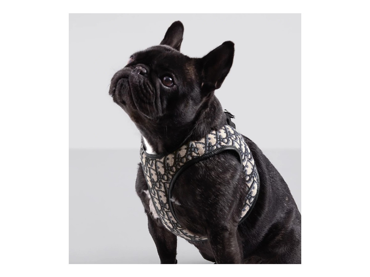 ok Dior – Pettorina