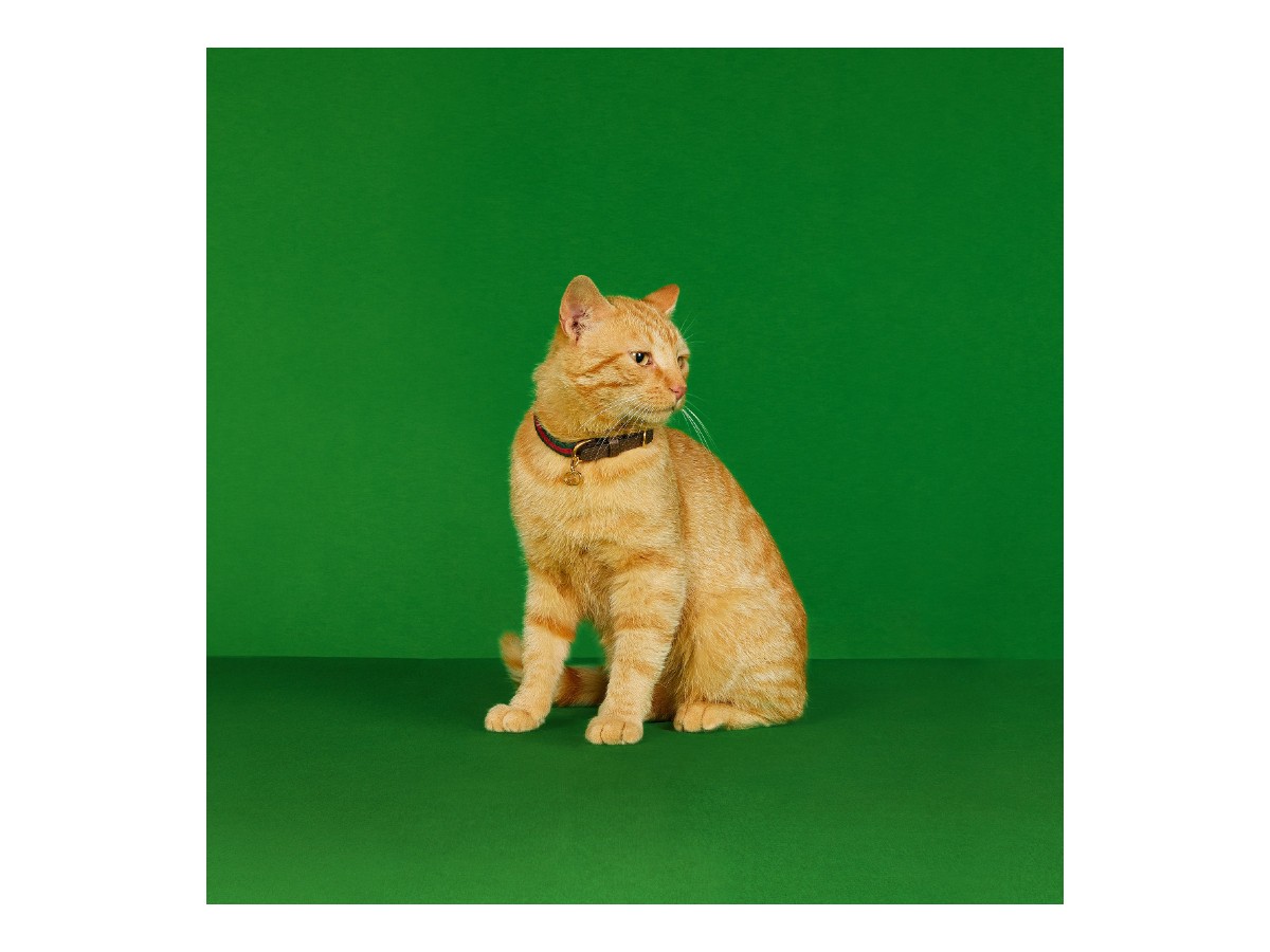 ok Gucci collare gatto