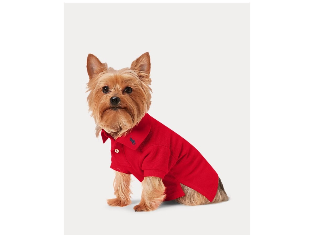 ok Polo – Ralph Lauren