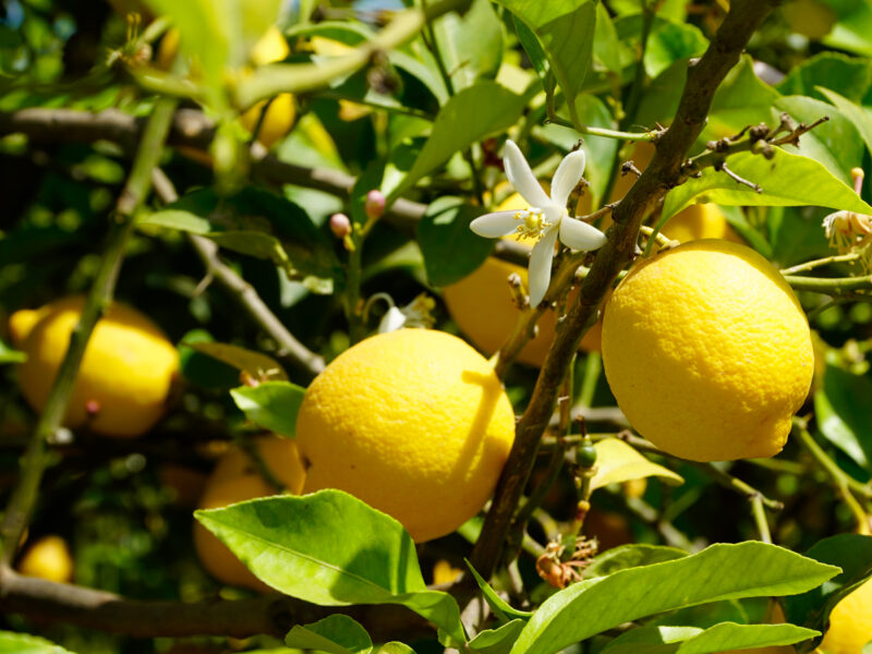 benefici-limoni-credits-Francesco-Marzullo_