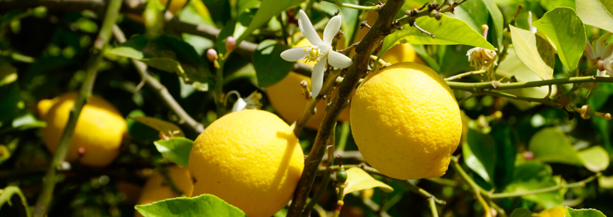 limoni-credits-Francesco-Marzullo_