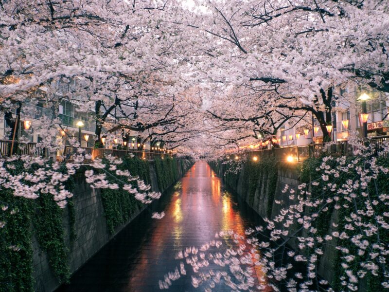 fiori primavera giappone