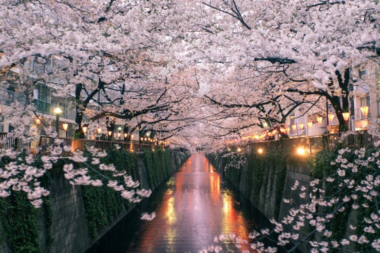 Fioriture da vedere almeno una volta nella vita: 8 destinazioni mozzafiato da mettere in bucket list