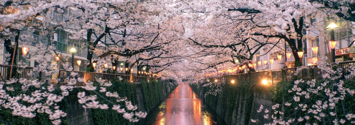 fiori primavera giappone hero