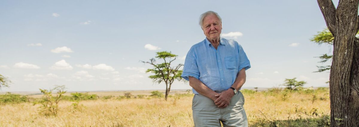 David Attenborough dekstop