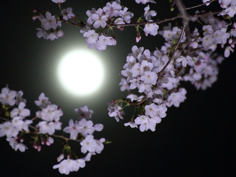 luna piena fiori