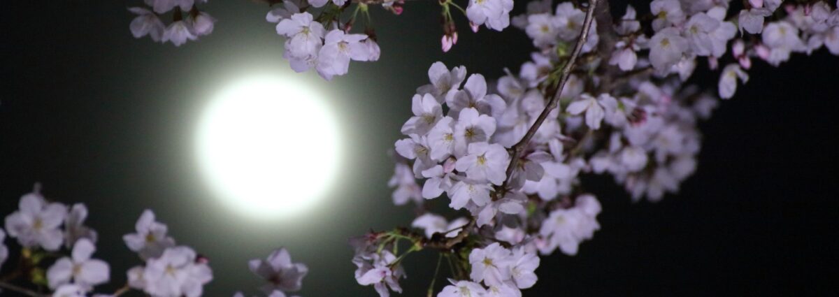 luna piena fiori hero