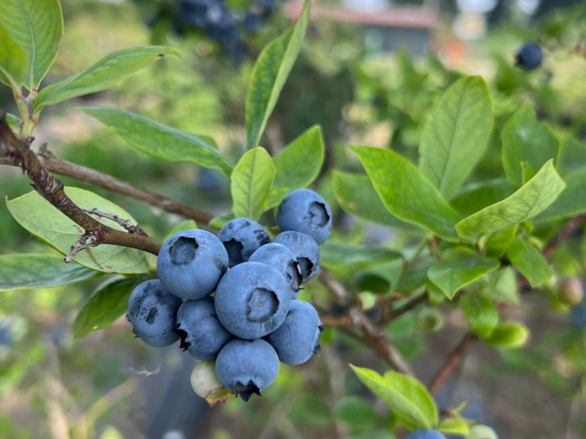 Campo Mirtilli Steflor