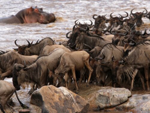 Big Migration River Cross -_- Легендарные экспедиции-2