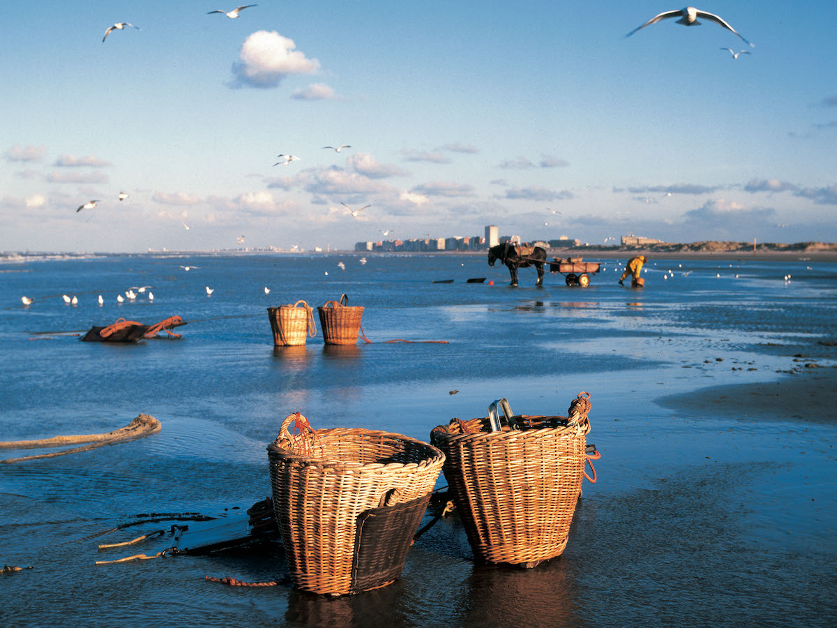 Baskets with shrimps Oostduinkerke©D. de Kievith