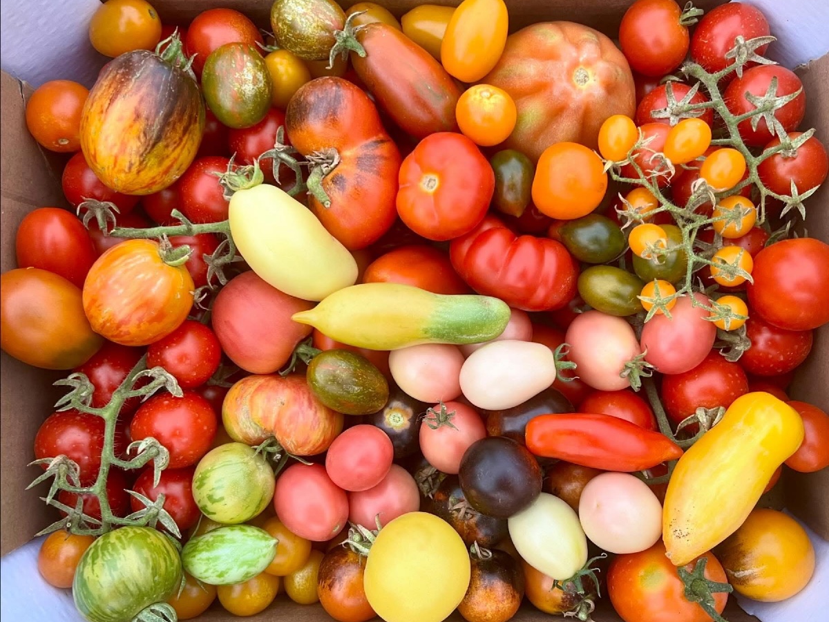 agronomo