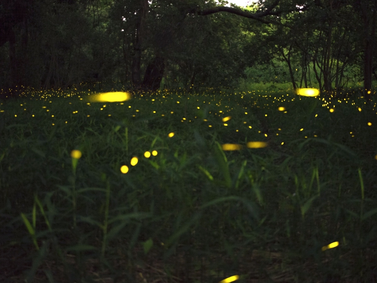 fireflies in the forest Iwate (1)-2