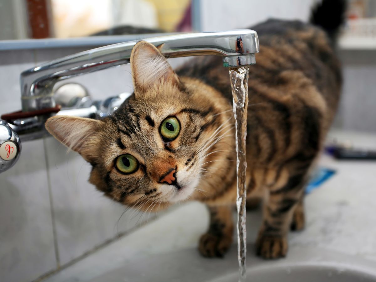 gatti acqua corrente