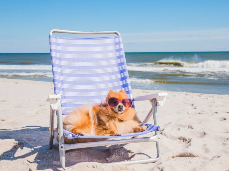 cane in spiaggia