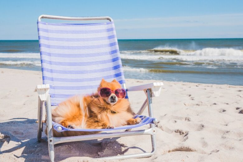 Portare il cane in spiaggia senza stress: i consigli utili (e le cose da evitare) per una vacanza perfetta