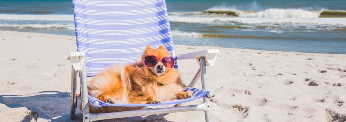 cane ins piaggia hero