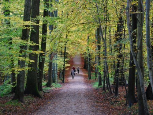 Лесные Сожили в Бельгии