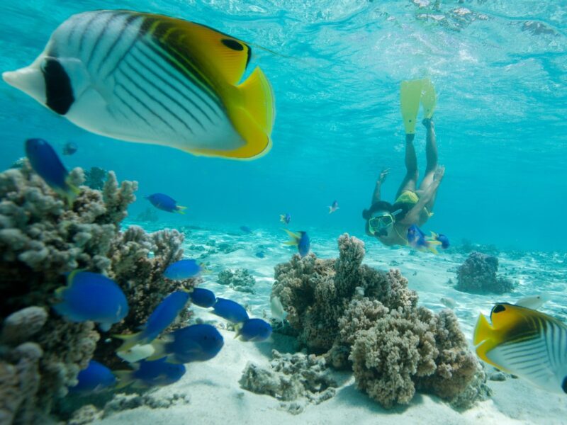 snorkelling
