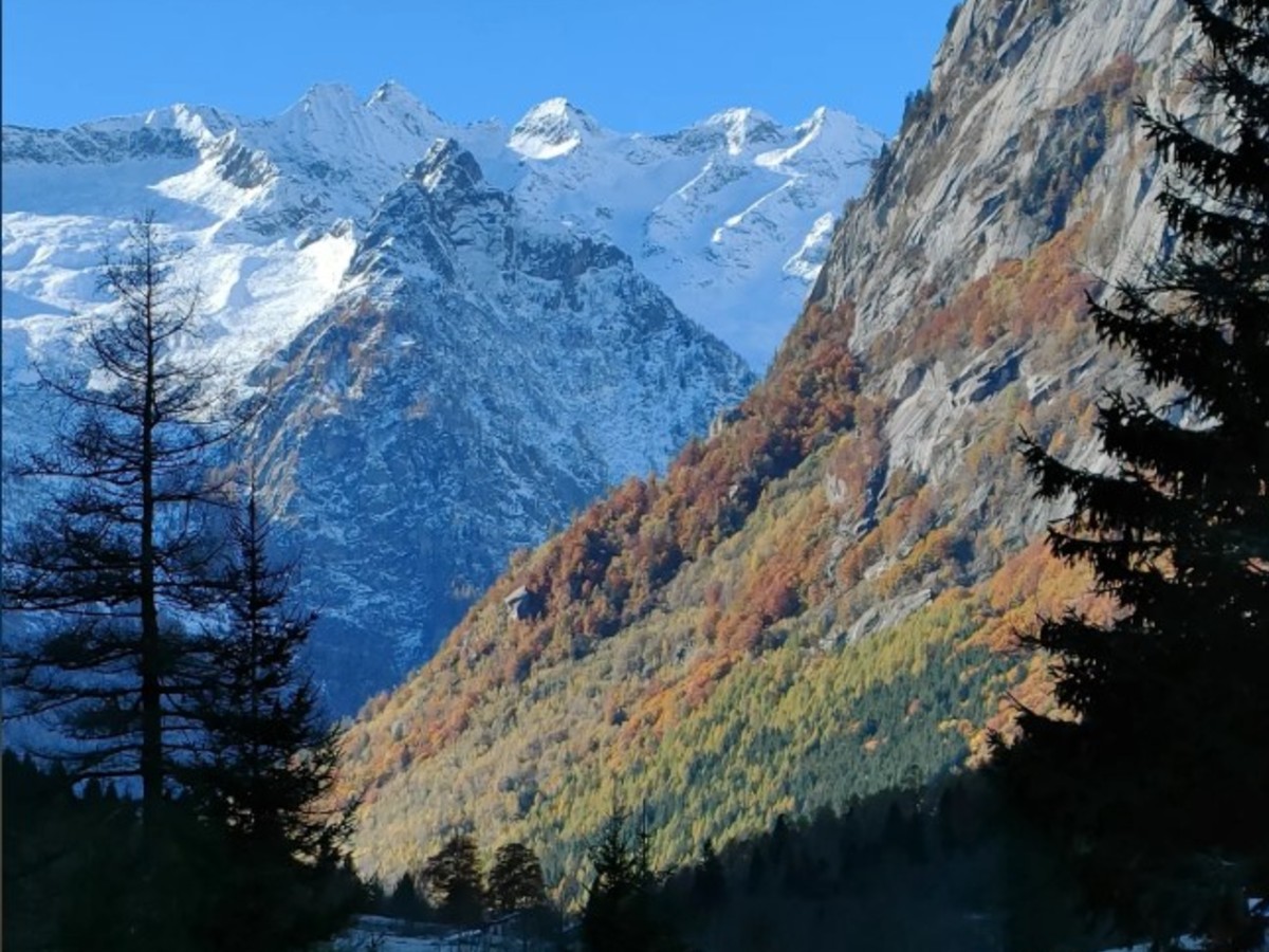 foliage alltrails