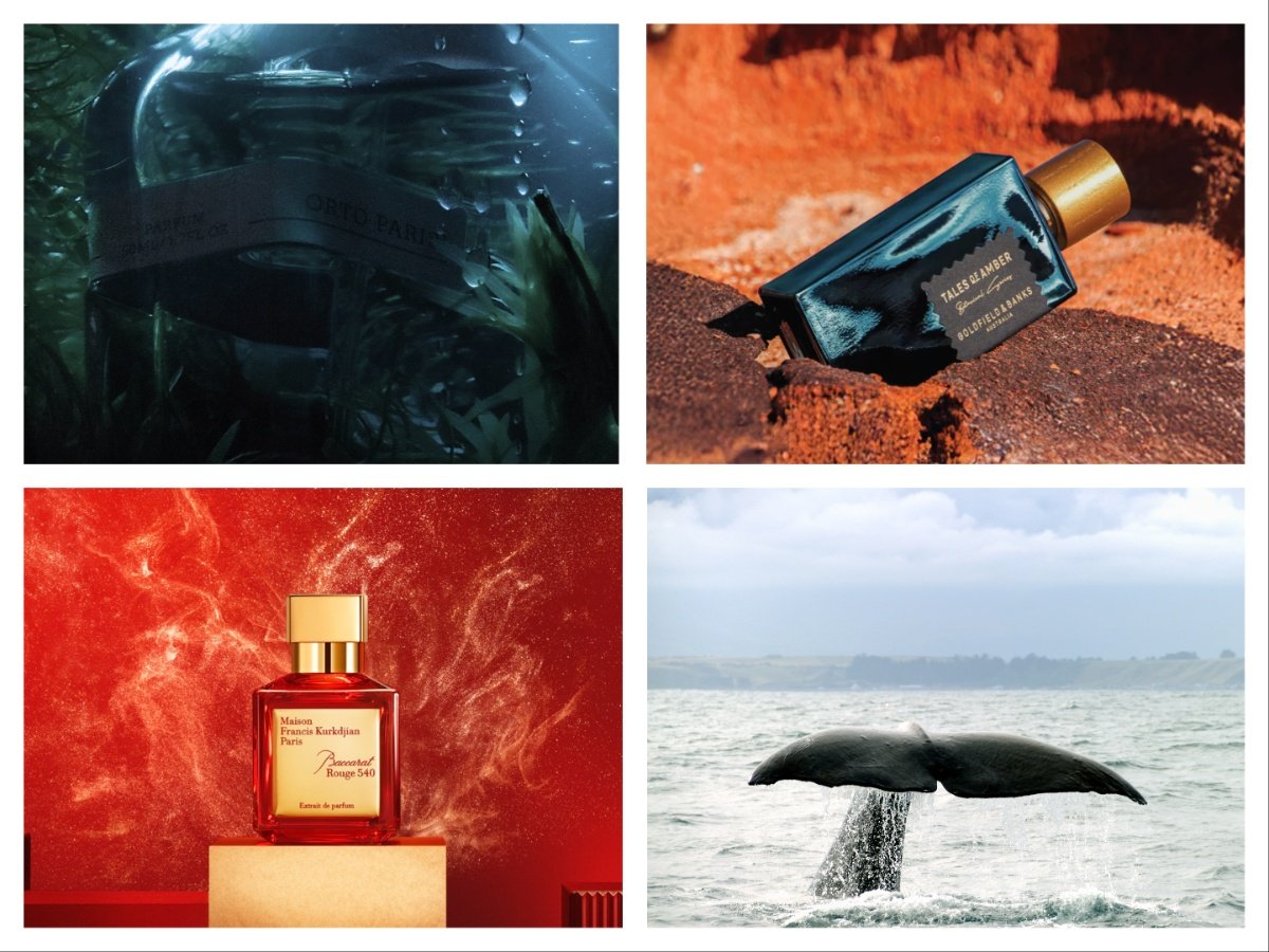 migliori profumi ambra grigia migliori minerali intensi affascinanti da scia cover 01