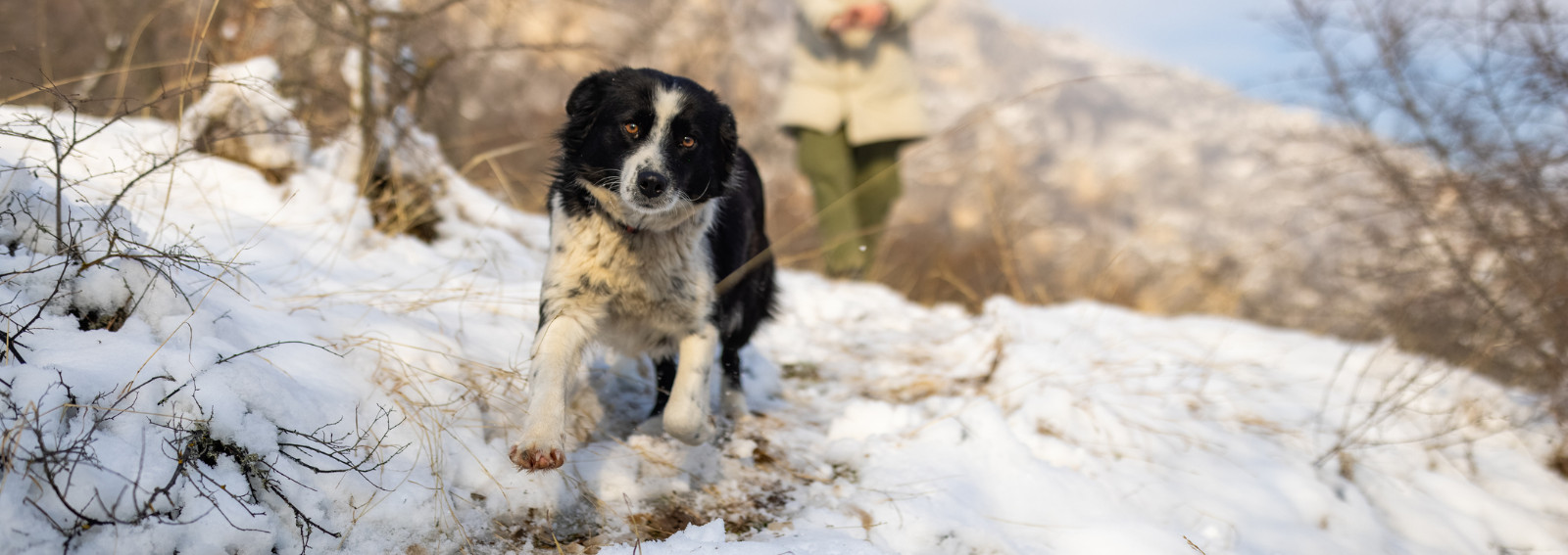 cover vacanze natale cane desktop