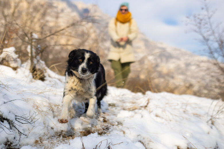 In vacanza con il cane: come organizzarsi per godersele (entrambi)