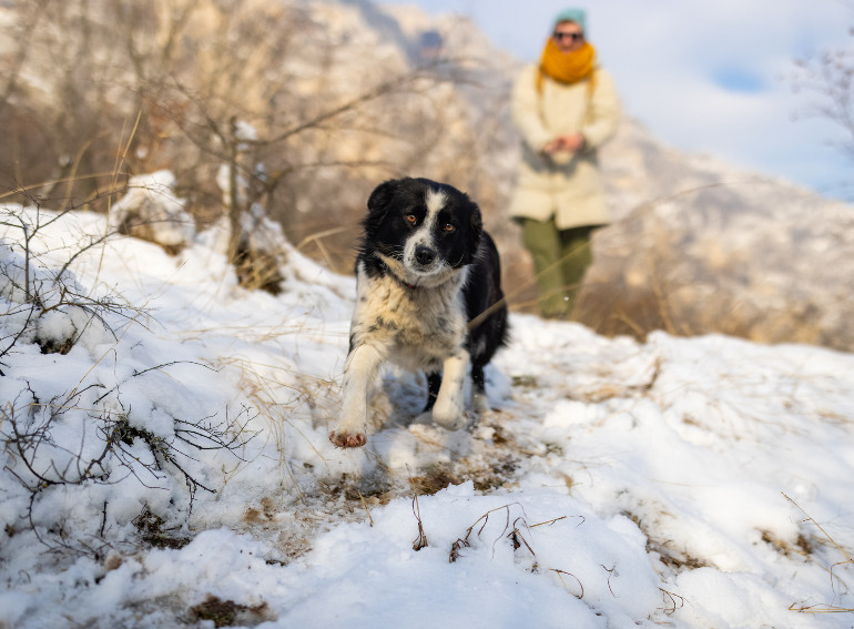cover vacanze natale cane mobile