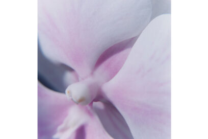 hui-choi,-the-swan_s-journey,-2024_2