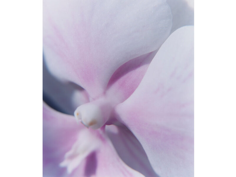 hui-choi,-the-swan_s-journey,-2024_2