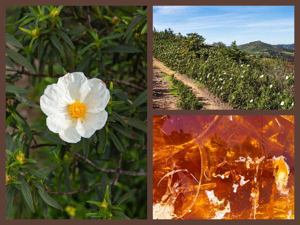 profumi al labdano resisoni sensuali sexy intensi persistenti cover 01