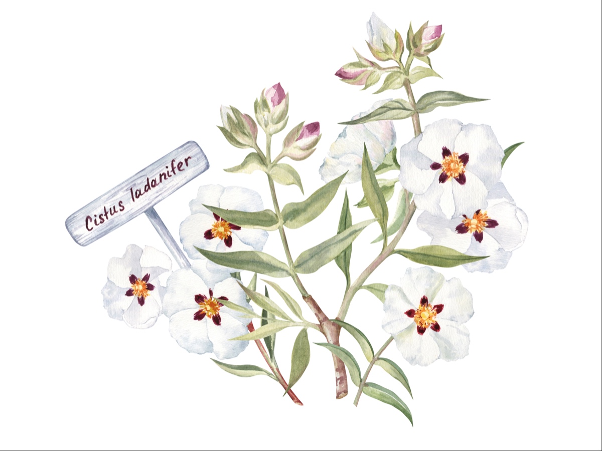 profumi al labdano resisoni sensuali sexy intensi persistenti cover 03