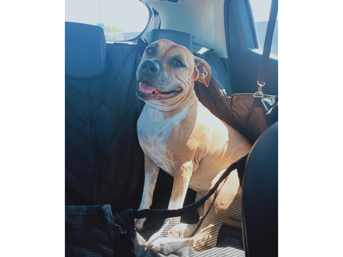 vacanze cane macchina