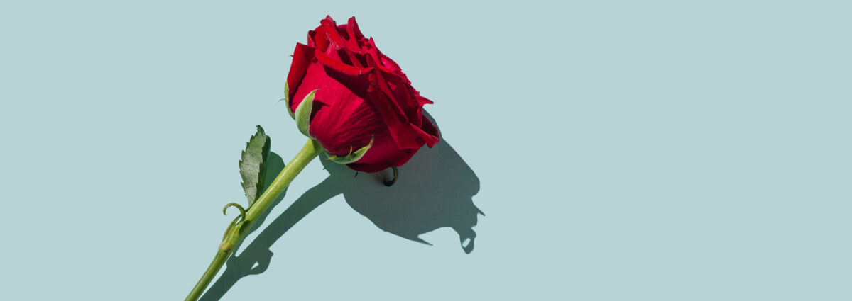 GettyImages-fiori-rosa