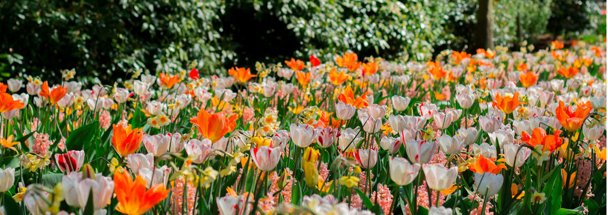 giardini-tulipani-DESK