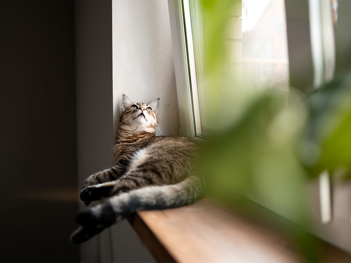 gatto