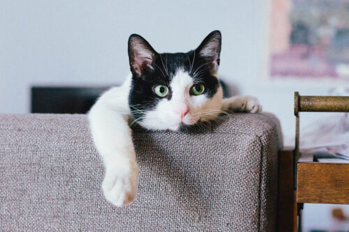 gatto-appartamento