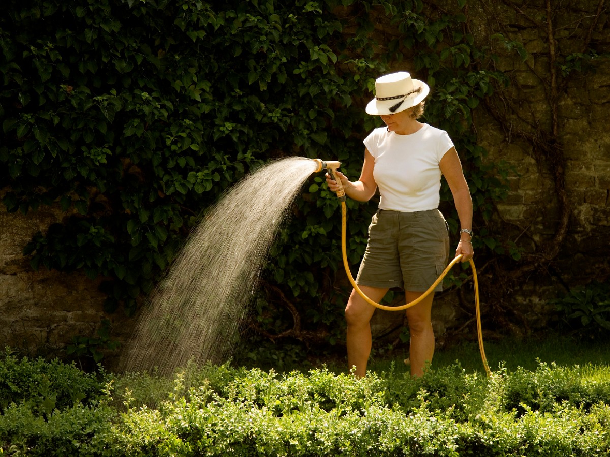 piante giardino