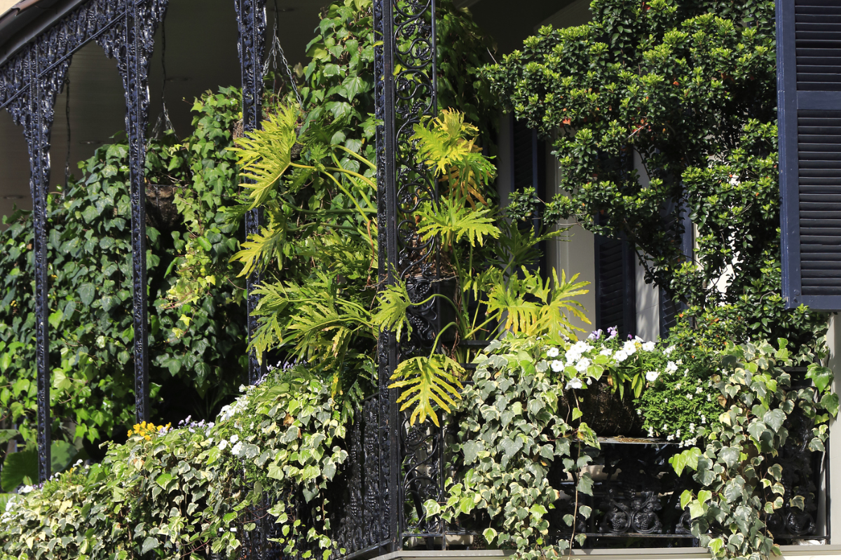 rampicanti balcone