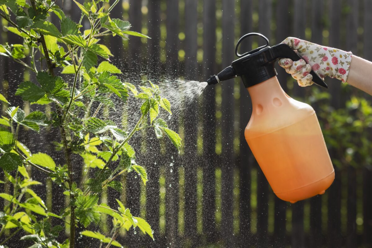 Blackberry,Spraying,For,Aphids,And,Disease.,Spray,Blackberries,From,Pests