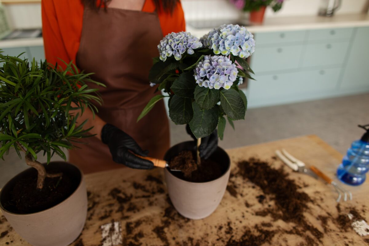 Woman,Repotting,Beautiful,Blue,Hydrangea,,Adding,Nutrient-rich,Soil,To,Encourage
