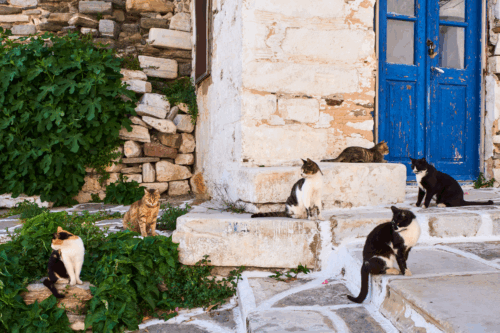 gatti in grecia